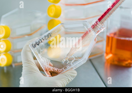 Stem cell research Max Planck Institute for Molecular Genetics scientist laboratory technician cultivating stem-cells Berlin Stock Photo