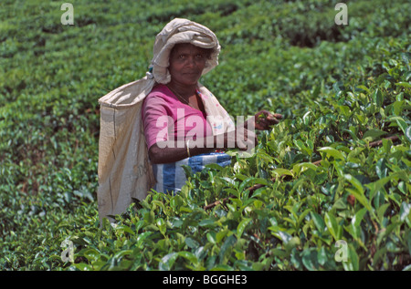 Harvesting tea, Hali Ella, Sri Lanka Stock Photo