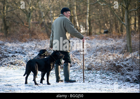 man with two black labrador dogs entering wood to flush out birds during driven shoot Stock Photo