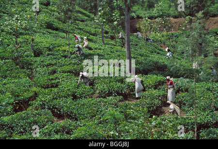 Harvesting tea, Hali Ella, Sri Lanka Stock Photo