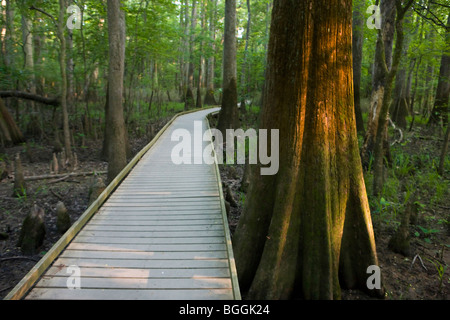 Boardwalk path next to illuminated tree in forest, Congaree National Park, near Columbia, South Carolina. Stock Photo