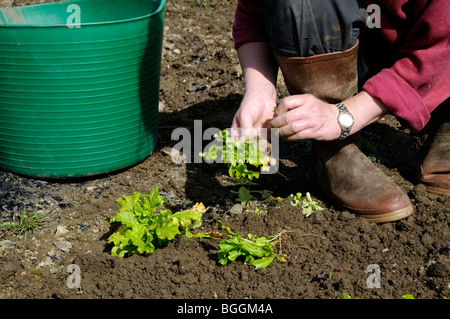 Stock photo of a woman gardener planting lettuce plants in the vegetable plot. Stock Photo