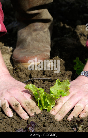 Stock photo of a woman gardener planting lettuce plants in the vegetable plot. Stock Photo