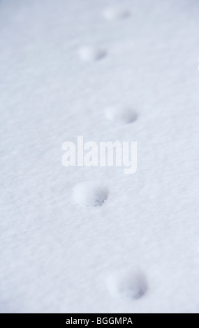 single cat prints in the snow in the uk Stock Photo