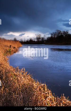 Reeds In A Pond And A Cloudy Sky. Pampas Environment. Buenos Aires 