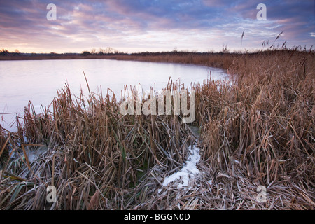 A frozen pond on a cold winter morning with reeds in the foreground Stock Photo