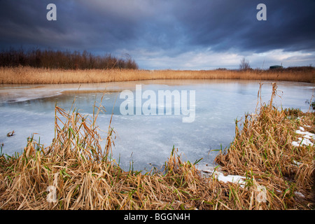 A frozen pond with a patch of reeds in the foreground on a cold winter morning Stock Photo