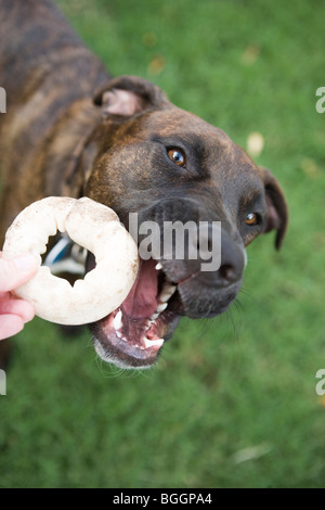 a person giving a rawhide ring 'donut' bone to a puppy, chew toy Stock Photo
