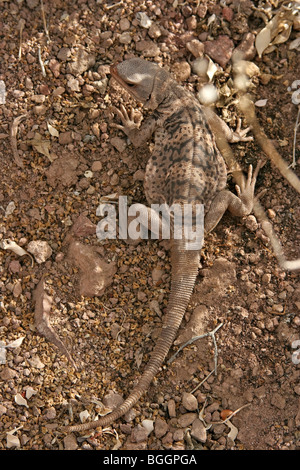 Juvenile common chuckwalla (Sauromalus ater), blends into rocks on Isla Partida, Sea of Cortez. Stock Photo