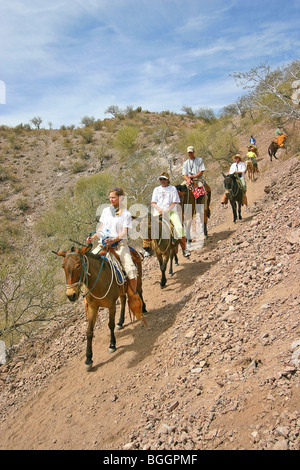 Mule ride through canyons of the Sierra de la Giganta (Mountains of the Giantess). Baja California, Mexico. Stock Photo