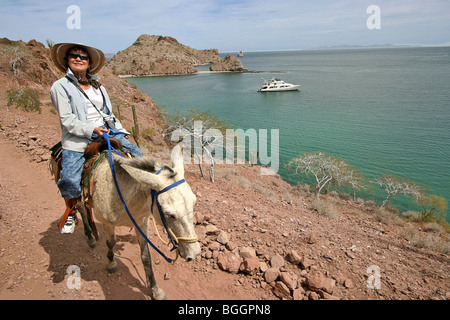 Mule ride through canyons of the Sierra de la Giganta (Mountains of the Giantess), Mexico Stock Photo
