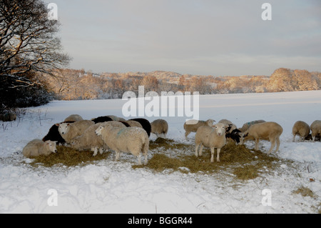 Sheep being fed during the winter snows. Stock Photo