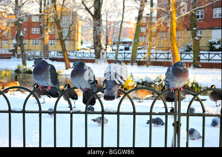 Four Pigeons on a fence in winter Stock Photo