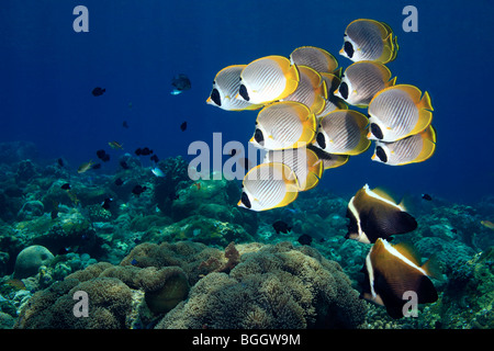 School of Eye-Patch, Panda, or Philippine butterflyfish, Chaetodon adiergastos swimming on the reef with a pair of Horned Bannerfish, Heniochus varius Stock Photo