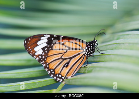 Danaus genutia. Striped tiger butterfly / Common tiger butterfly resting on a palm leaf in the indian countryside. India Stock Photo