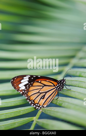 Danaus genutia. Striped tiger butterfly / Common tiger butterfly resting on a palm leaf in the indian countryside. India Stock Photo
