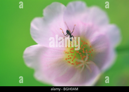 Ant on a portulaca flower.