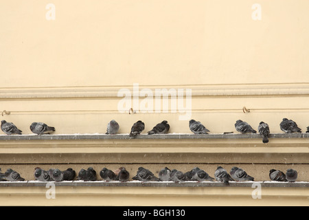 Pigeons sitting on cornice, Katowice, Poland. Stock Photo