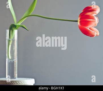 Red tulips in studio setting in spring Stock Photo