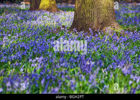 A carpet of bluebells (Endymion Nonscriptus) in Spring Hertfordshire UK Stock Photo