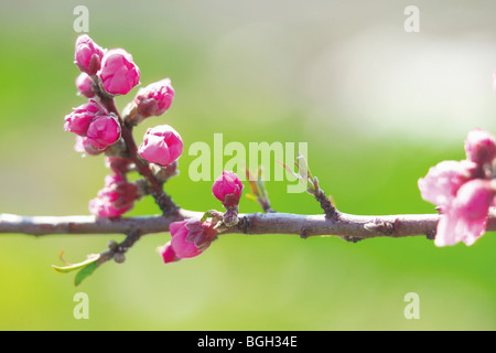 Peach blossom buds Stock Photo