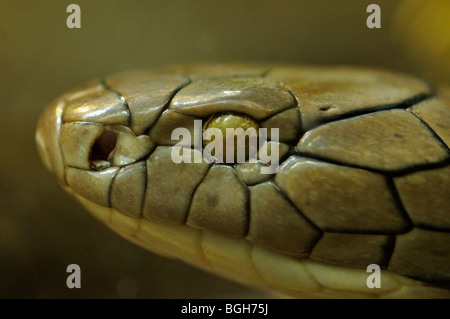 King Cobra's head in the San Diego zoo in USA Stock Photo