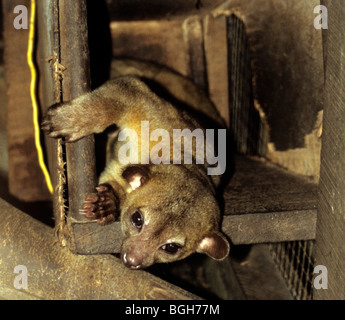 Kinkajou (Potos flavus), Iquitos, Peru. Captive. Stock Photo