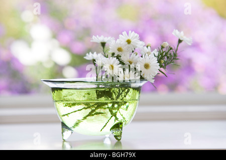 Glass bowl of daisies by a window Stock Photo