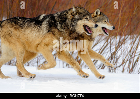 Grey Wolf (Canis lupus)- captive in winter habitat, Bozeman, Montana, USA Stock Photo