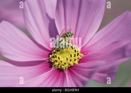 Bee feeding on a cosmos flower Stock Photo