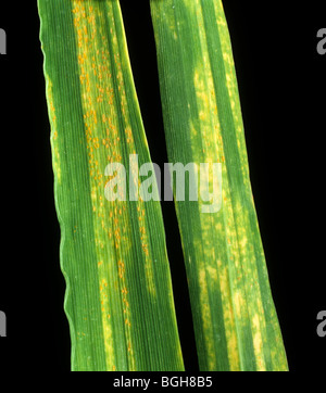 Yellow or stripe rust, Puccinia striiformis, on diseased winter barley leaves Stock Photo