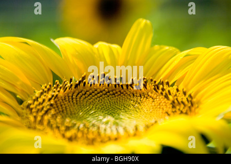 Close-up of a sunflower Stock Photo