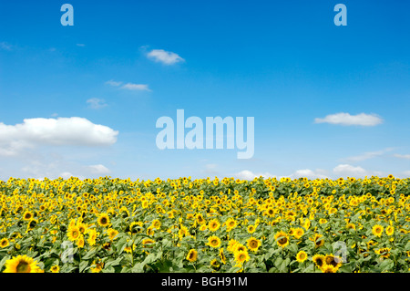 Field of sunflowers, Hitachi-Oomiya, Ibaraki Prefecture, Japan Stock Photo