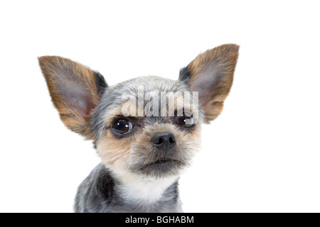 Selective focus shot of a cute dog in a dog shelter Stock Photo - Alamy