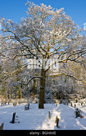 snow covered oak tree branches in a cemetery in Seer Green Buckinghamshire UK Stock Photo