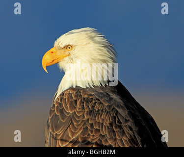 Bald Eagle, head shot, portrait Stock Photo