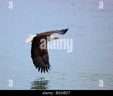 Bald eagle flying over water Stock Photo