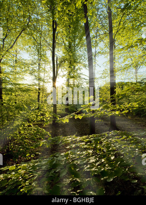 SUN STREAMING THROUGH BEECH TREES IN THE FOREST OF DEAN UK Stock Photo