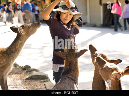 Japanese woman Feeding the deer in Nara park, Nara, Japan Stock Photo