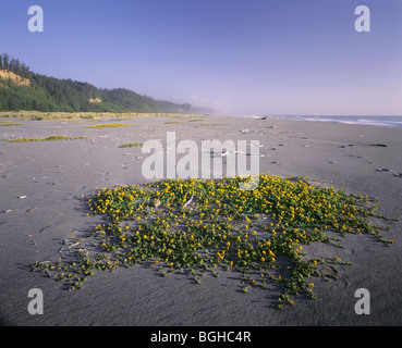 CALIFORNIA - Yellow Sand Verbena at Gold Bluffs Beach in Prairie Creek Redwoods State Park. Stock Photo