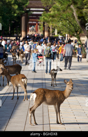 Deer roam free in Central Nara. The grounds of Kofukuji Temple Nara prefecture Japan Stock Photo