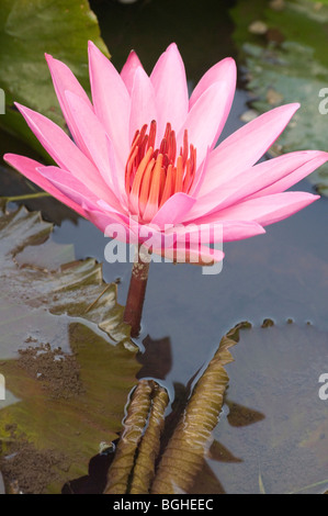 Lotus flower in Bali, Indonesia Stock Photo