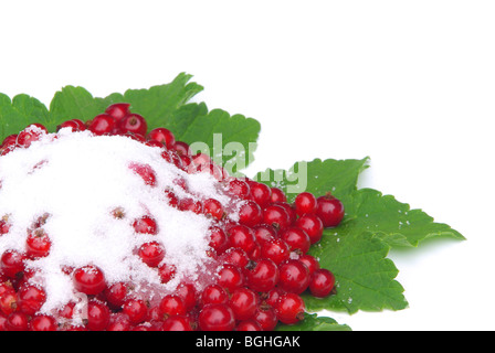 Johannisbeere - currant 26 Stock Photo