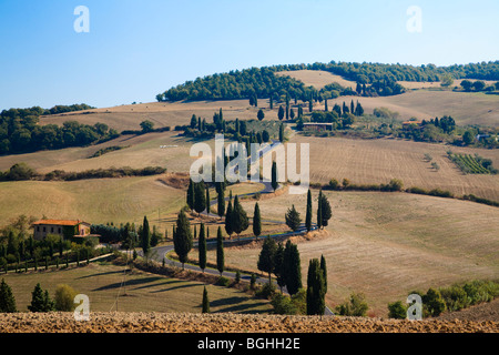 Cypress trees lining the winding road at Monticchiello, Tuscany, Italy, Europe in Autumn Stock Photo