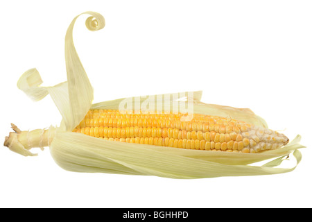 yellow corn cob isolated on a white background Stock Photo