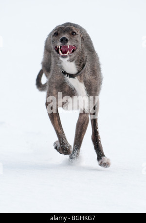 A three-legged lurcher runs towards the camera through deep snow Stock Photo