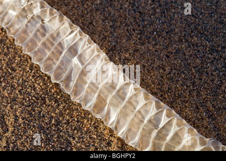 Freshly  shed snake skin found on the sand in Egypt's Eastern Desert. Stock Photo