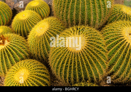 Golden barrel cactus inside the Cactus House at Desert Botanical Garden, Phoenix, Arizona, USA Stock Photo