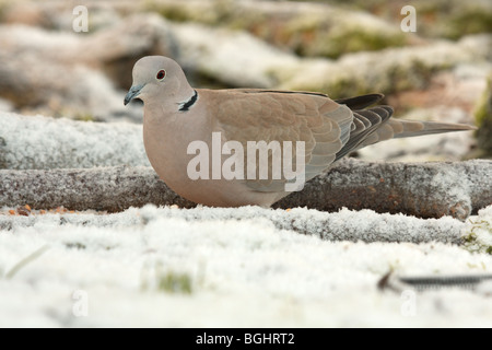 acolared dove feeding on snow-covered ground Stock Photo