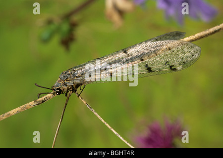 Suffolk Antlion (Euroleon nostras), adult on a stalk. Stock Photo